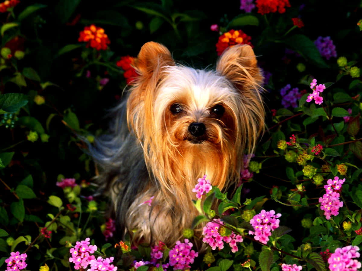 Small Dog Yorkshire Terrier Close Up Angle Shot Wallpaper