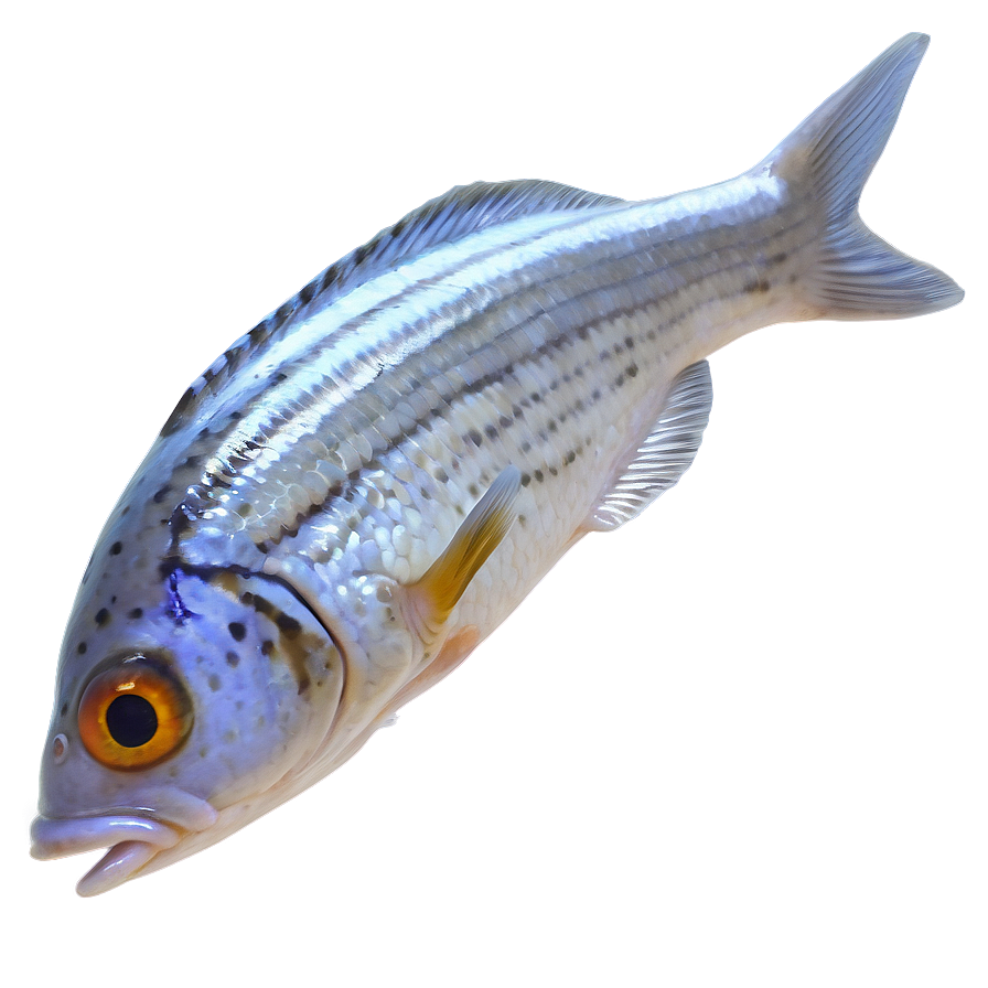 Small Fish Png Eei PNG