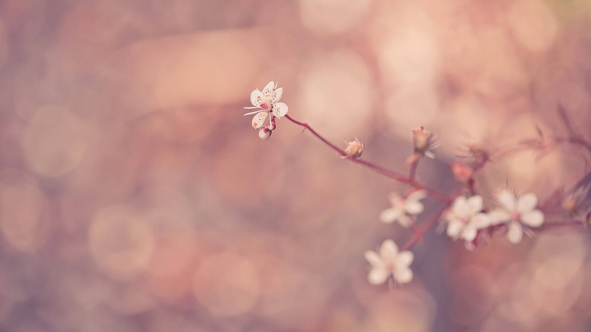 Small Flowers Background Wallpaper