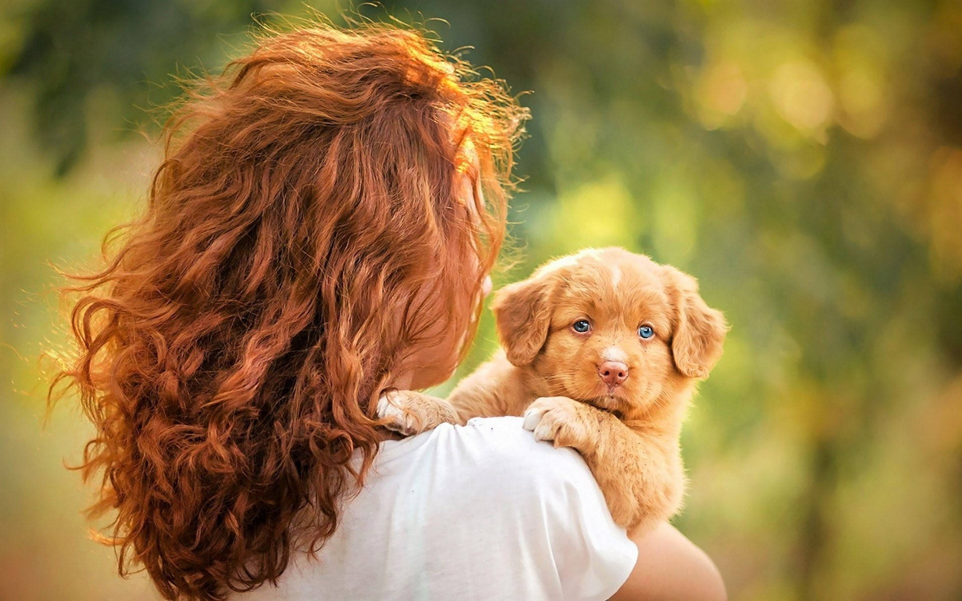 Small Golden Cute Puppy And Woman