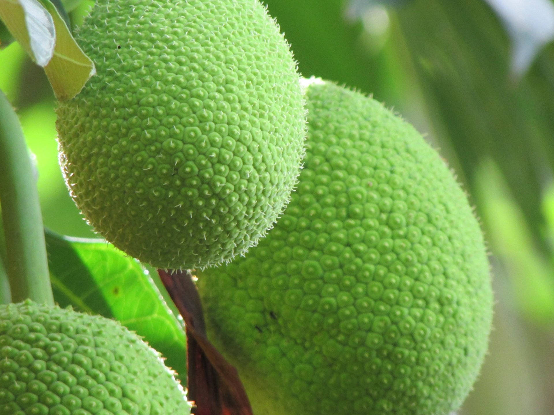 Pequeñopan De Fruta De Pan Verde. Fondo de pantalla