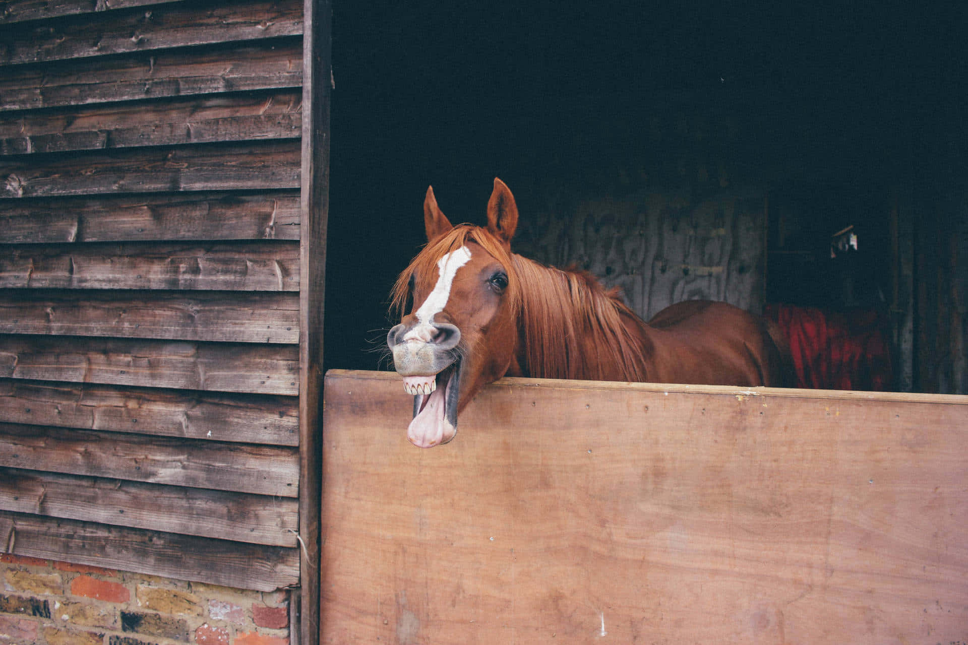 Small Horse In Stable [wallpaper] Wallpaper