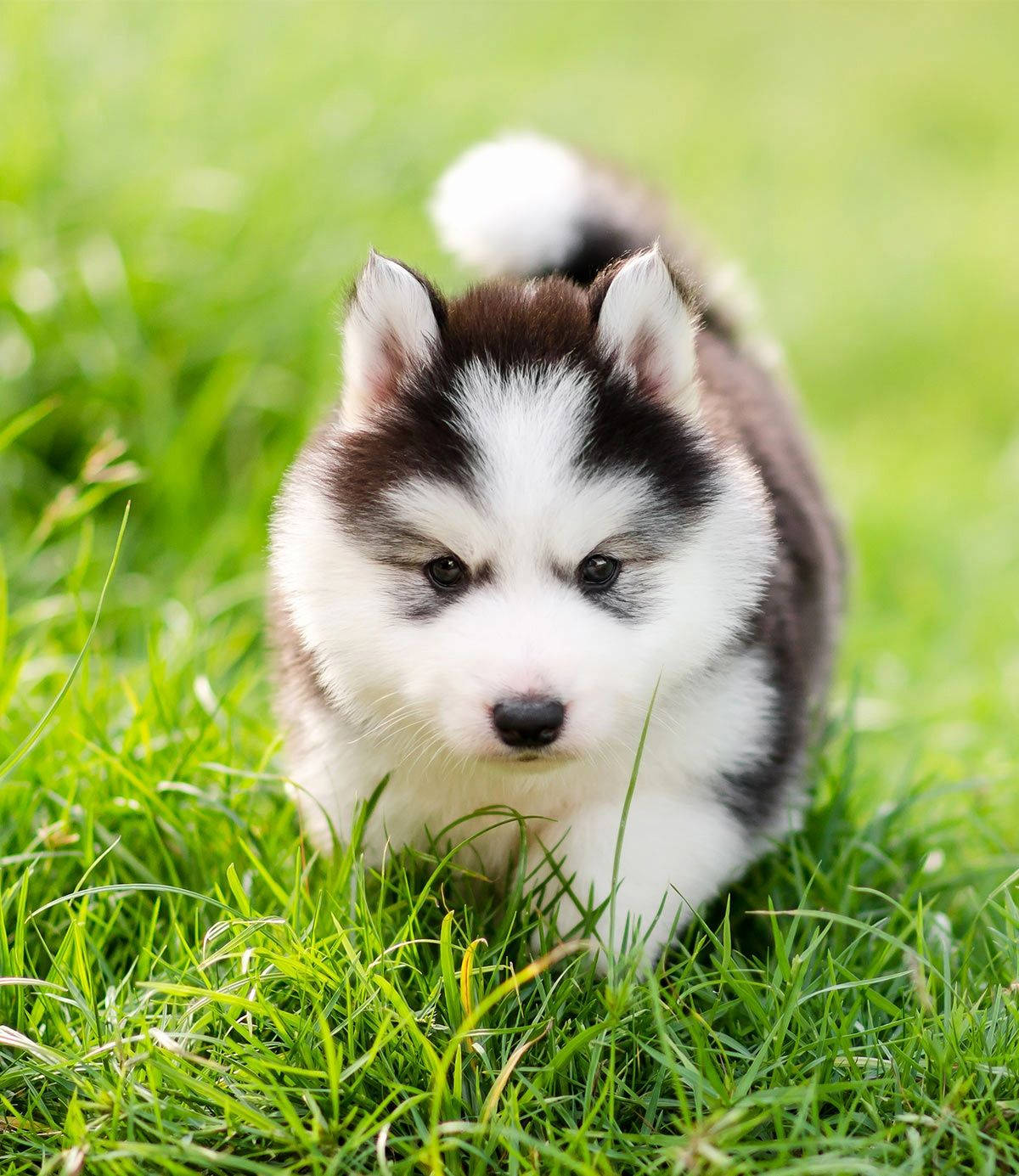 Small Husky Puppy In Grass Background