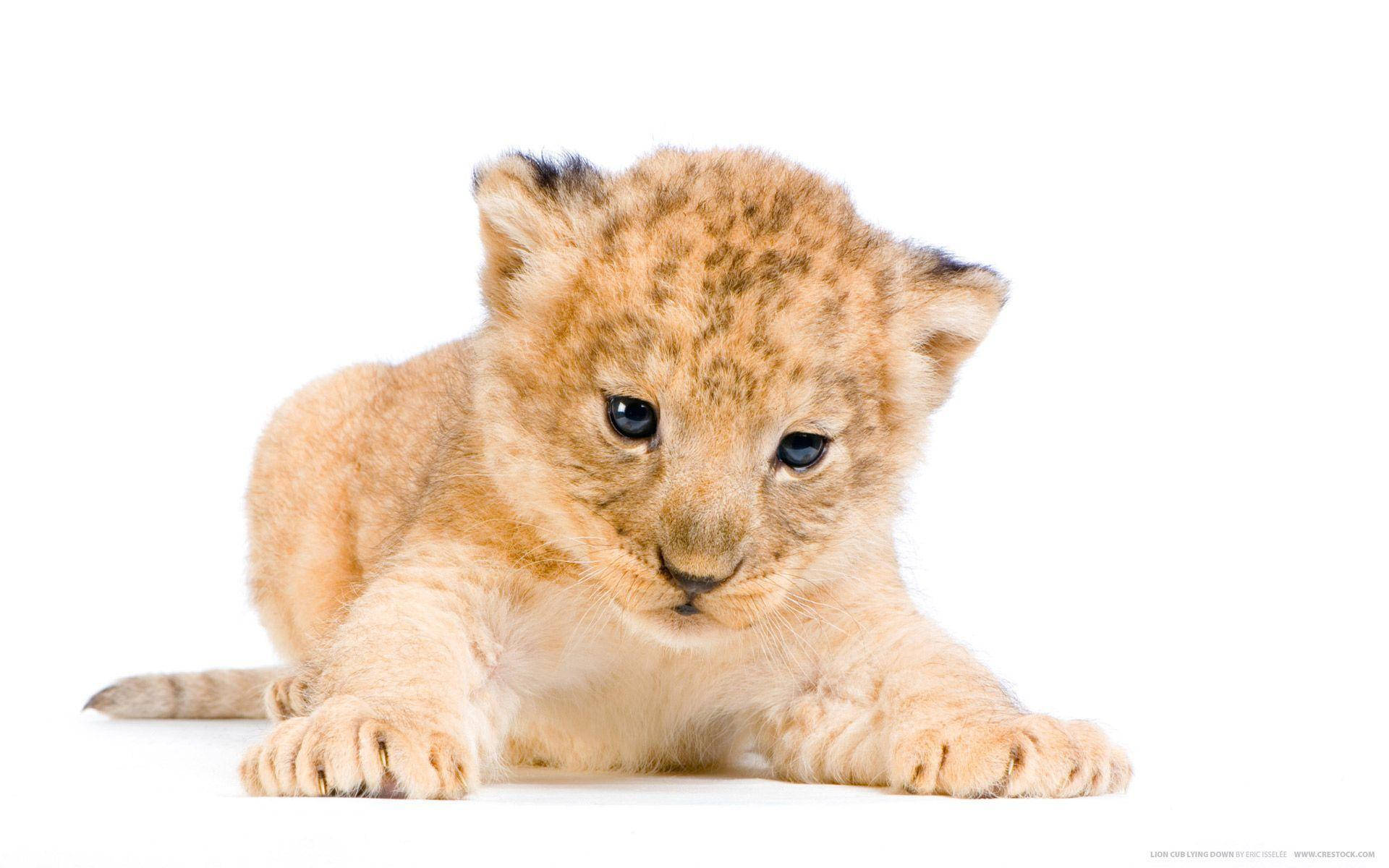 Small Lion Cub