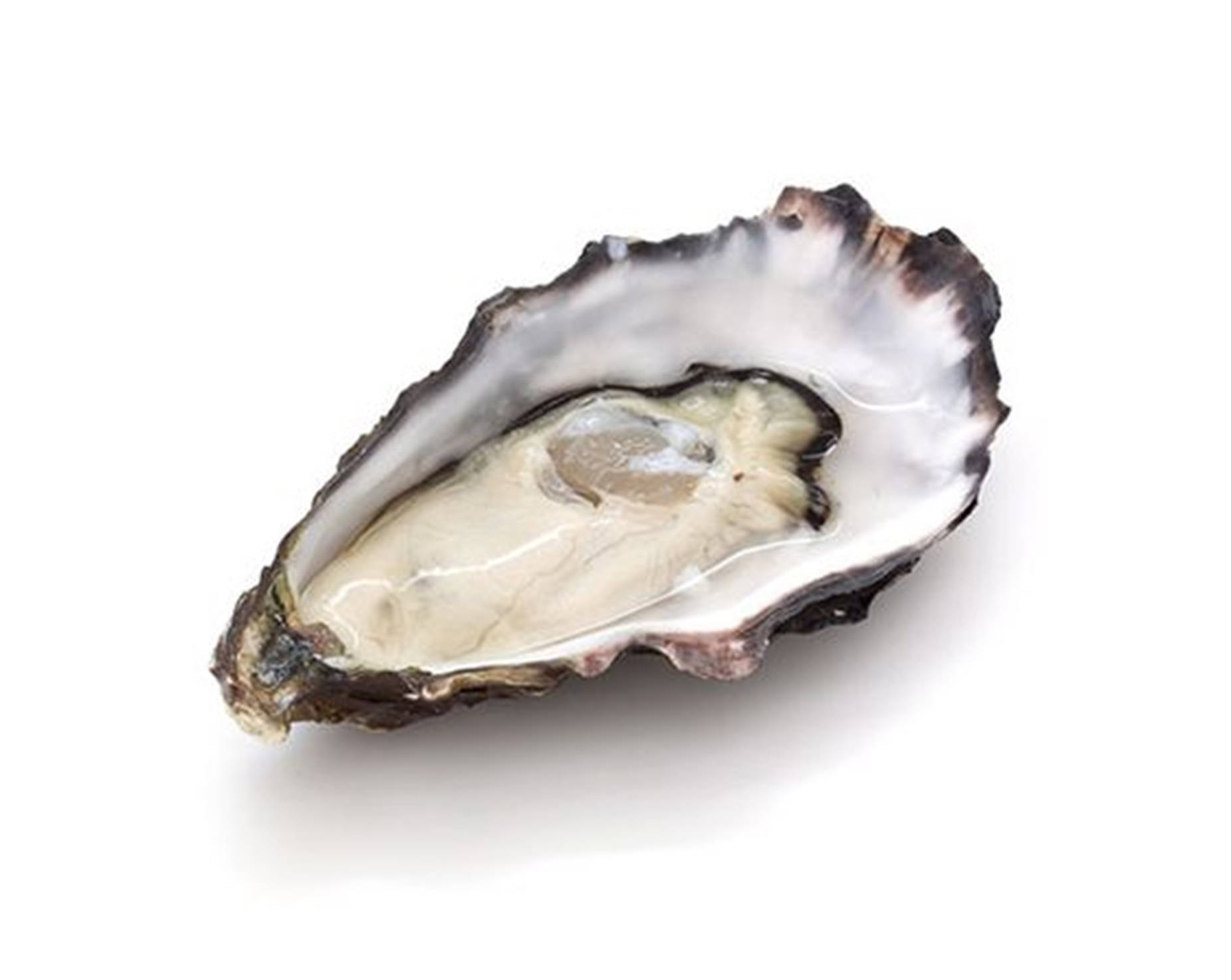 Small Oyster Meat With Brown Shell Wallpaper