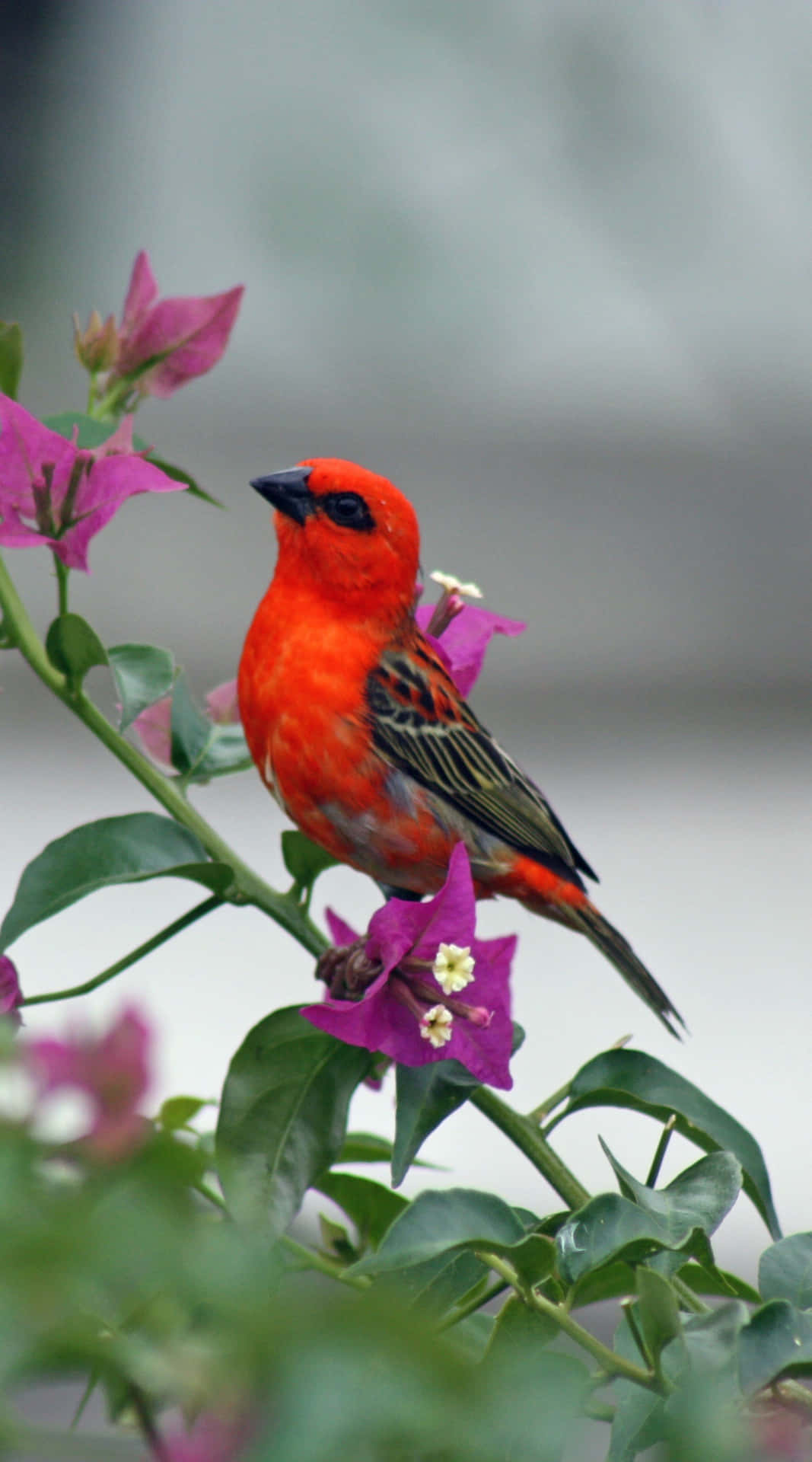 En rød fugl siddende på en lilla blomst Wallpaper