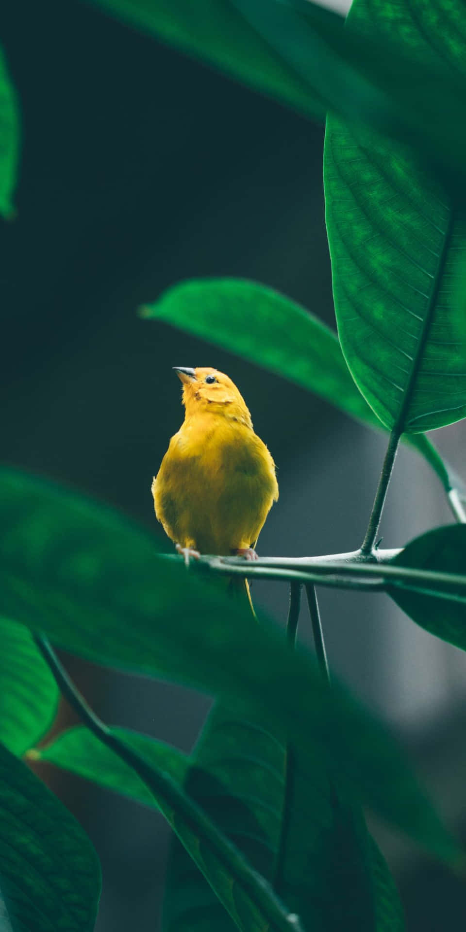 En gul fugl på et grene med grønne blade Wallpaper