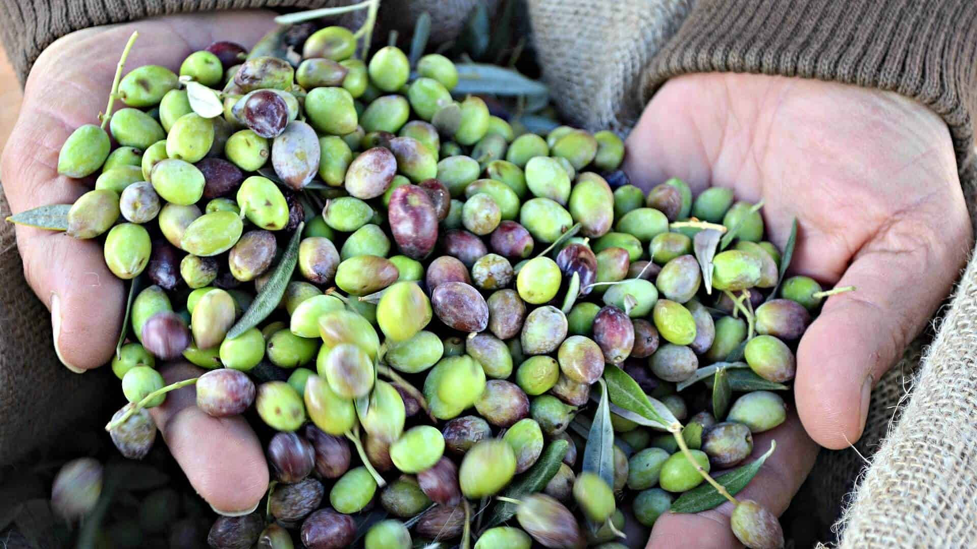 På denne tapet ses små Picual olivenfrugter. Wallpaper
