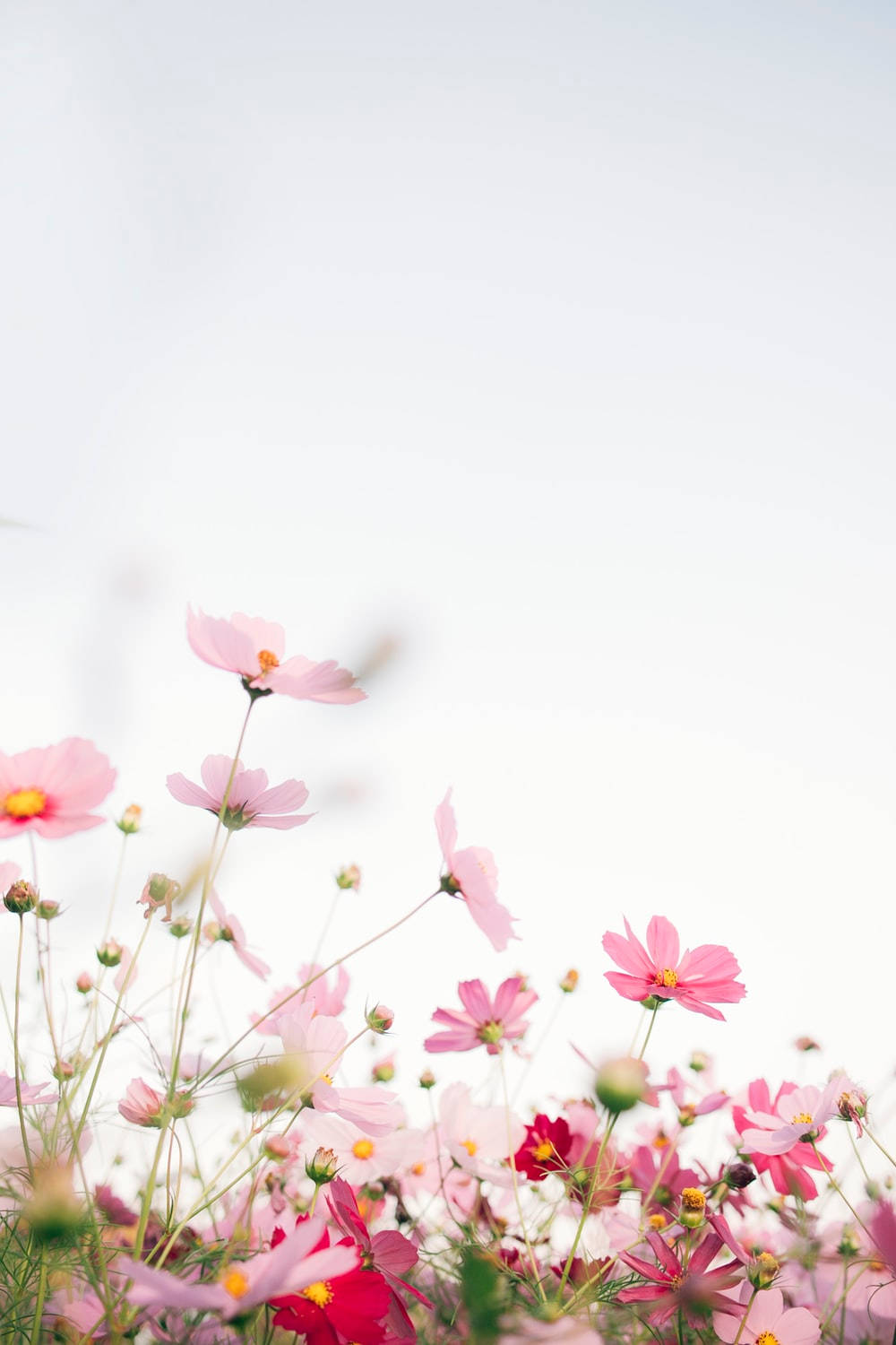 Små Pink Blomster Forår Æstetik Wallpaper