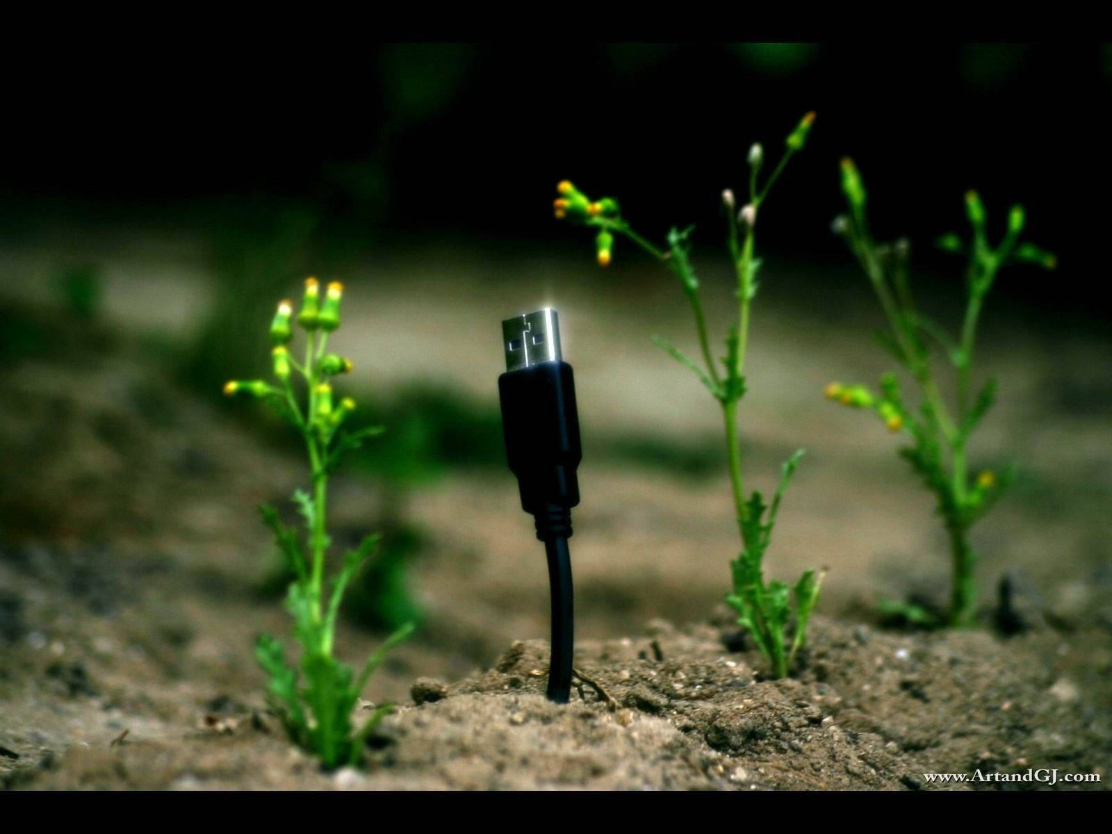 Small Plant With USB Wallpaper