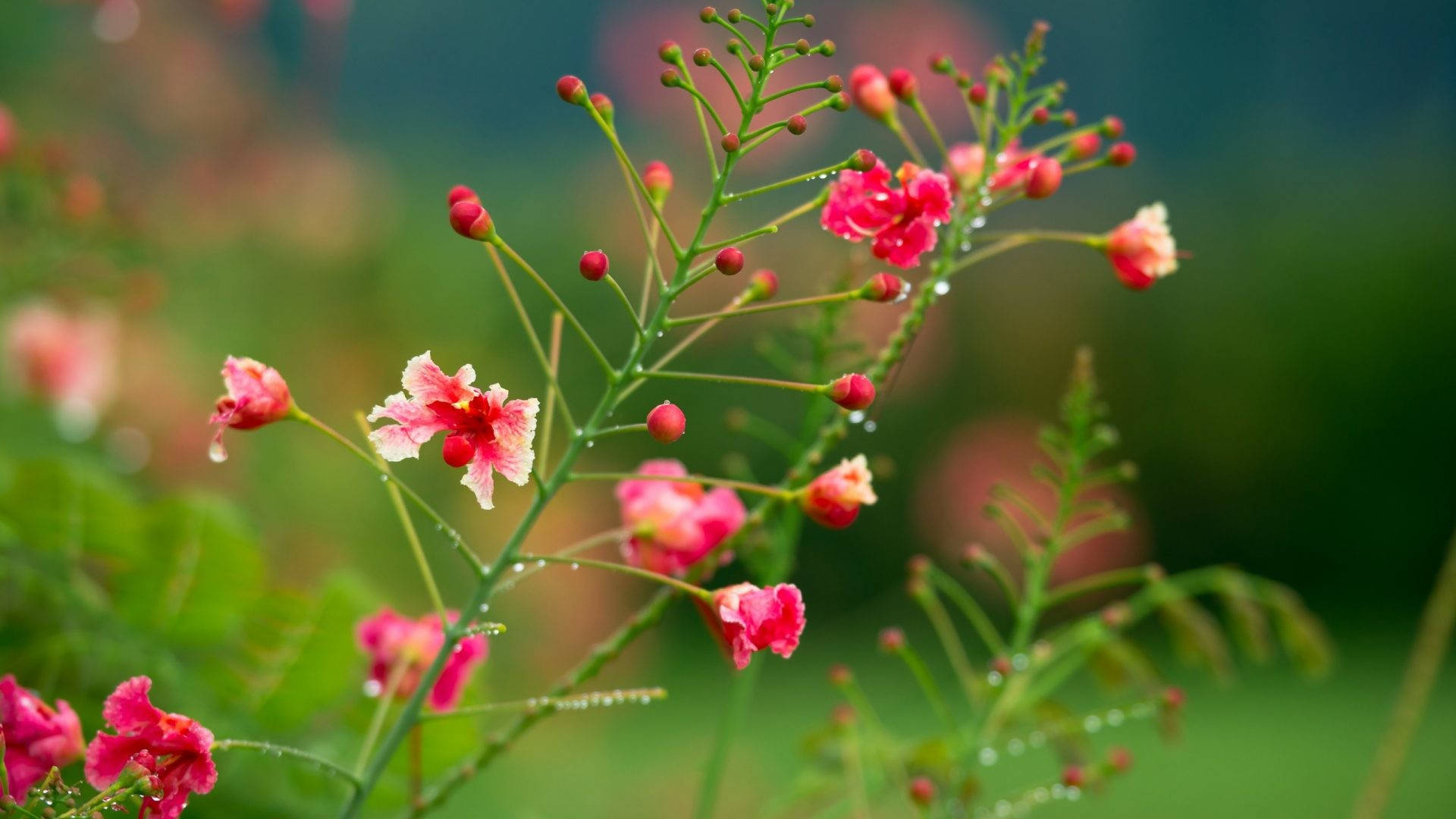 Pequeñasflores Rosadas Y Bonitas Con Gotas De Lluvia. Fondo de pantalla