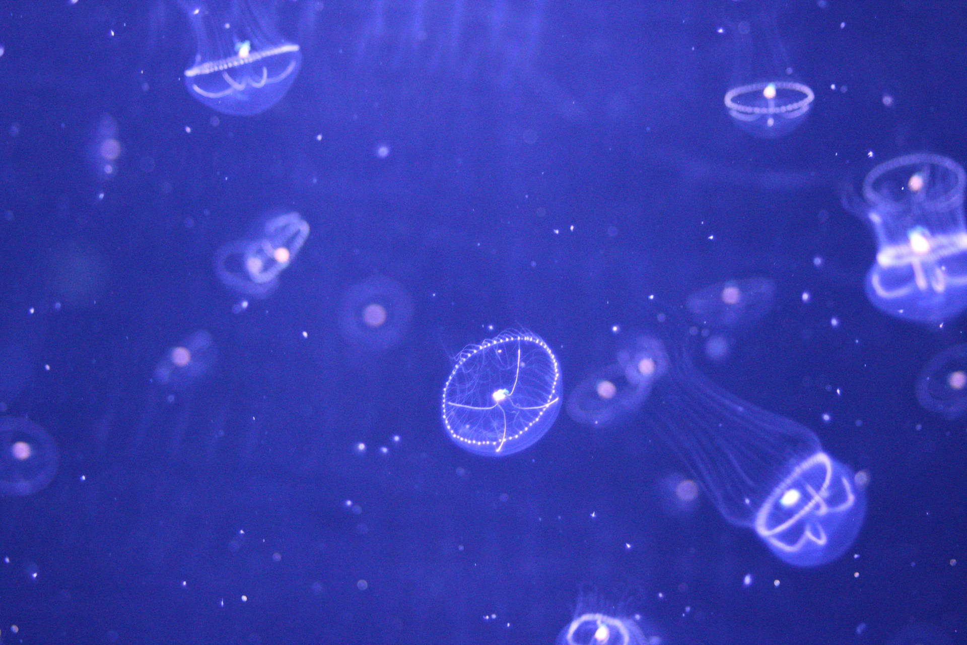 Small Purple Jellyfish Background