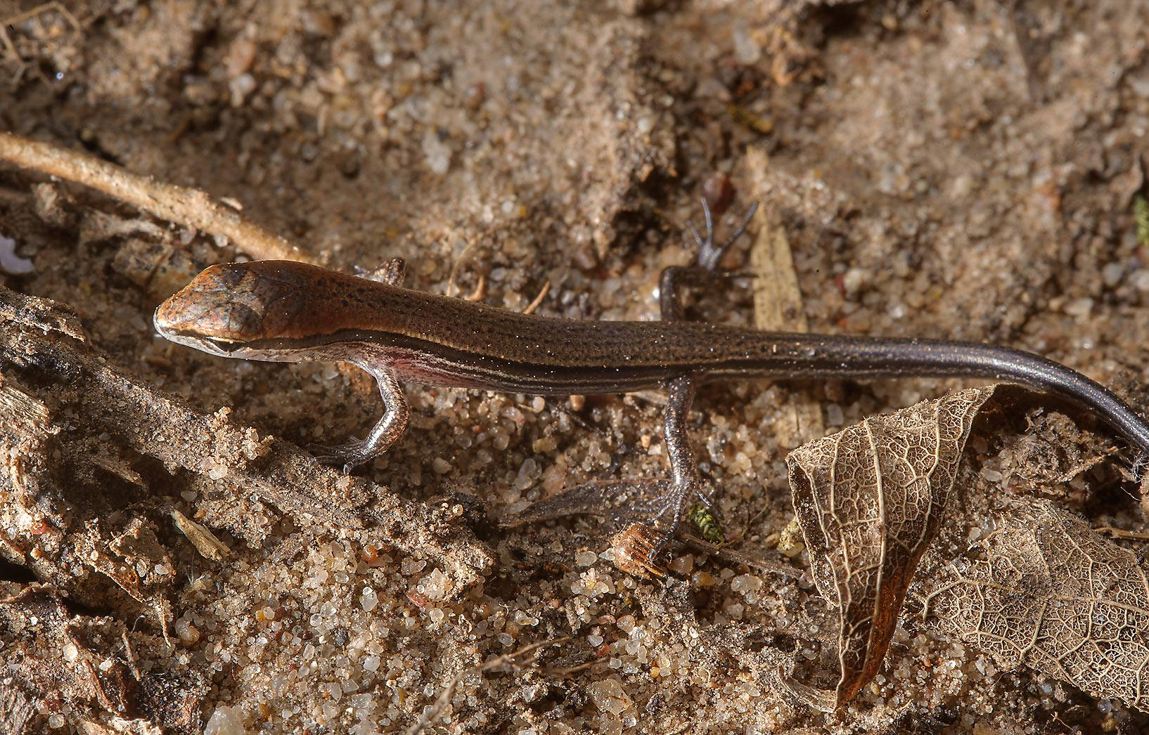 Small Reptile Brown Ground Skink Wallpaper