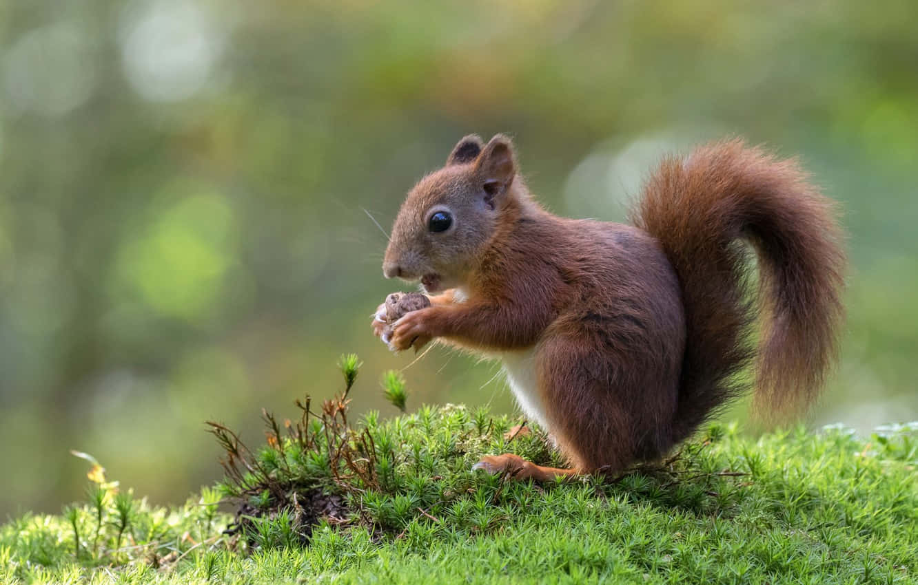 Small Timid Squirrel In Nature Wallpaper