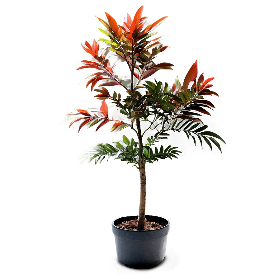 Small Tree In Pot Png Keq PNG