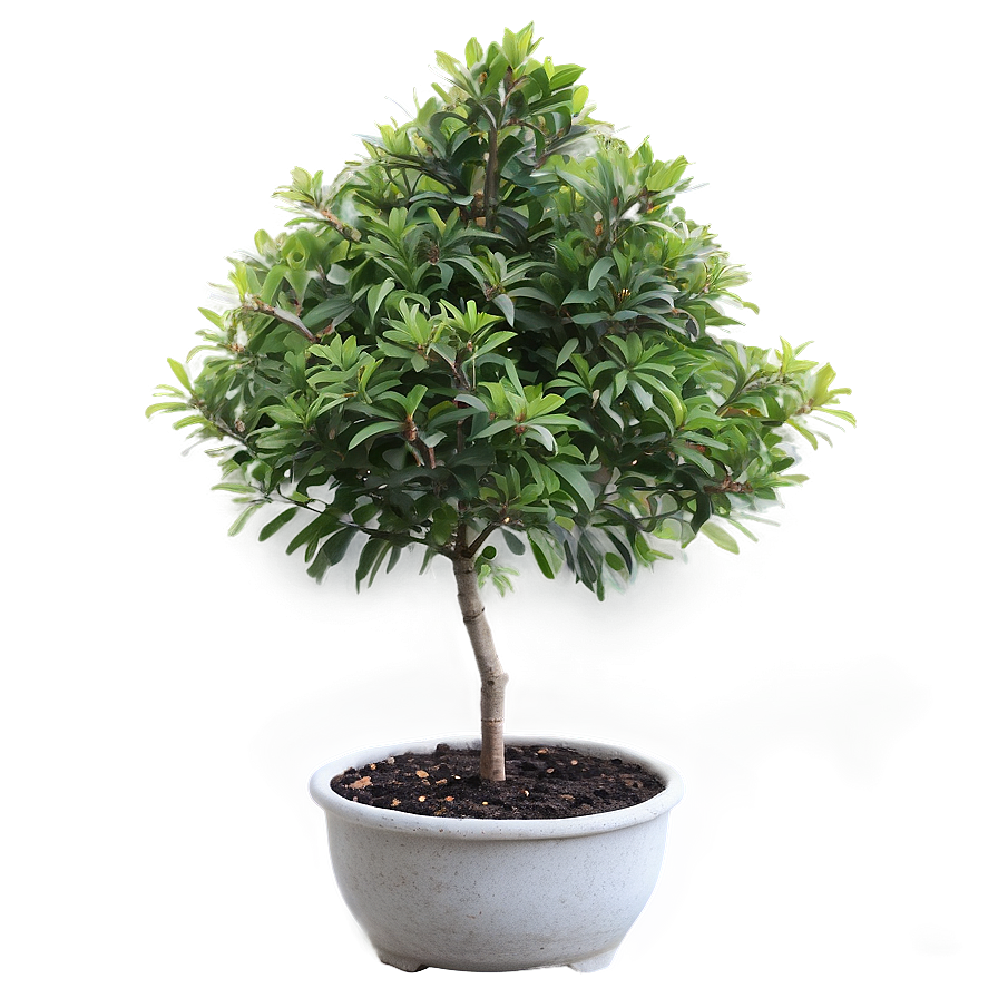 Small Tree In Pot Png Lcj PNG