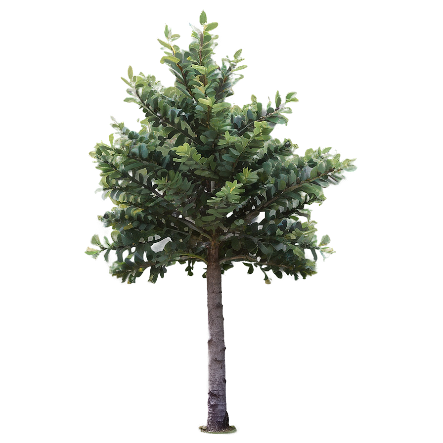 Small Tree No Background Png 06132024 PNG