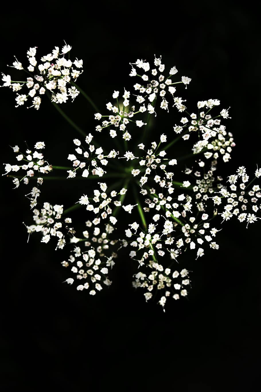 Small White Floral On Dark