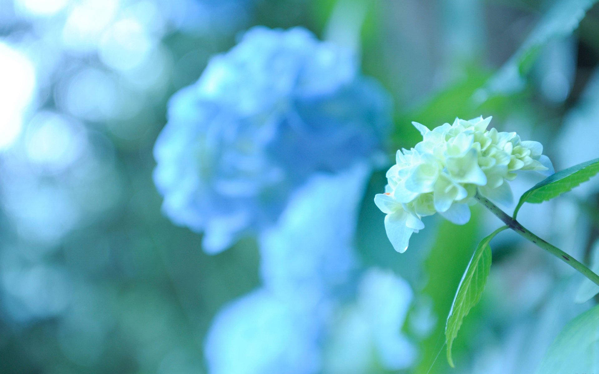 Small White Hydrangea Flower Wallpaper