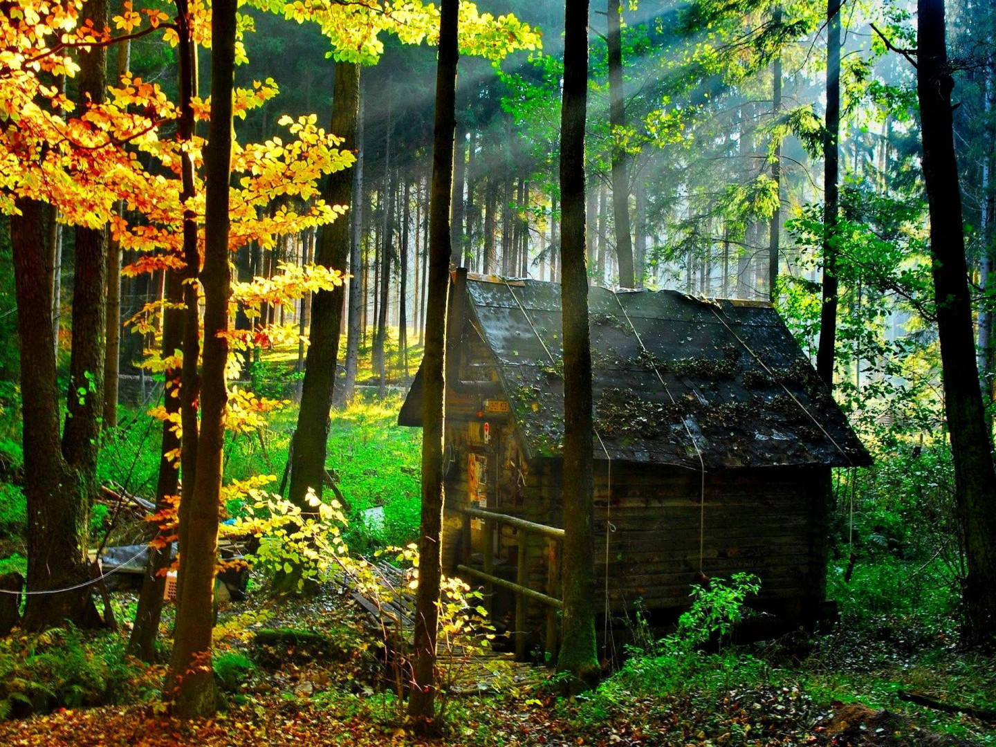 Piccola Casa Di Legno Nella Foresta Sfondo