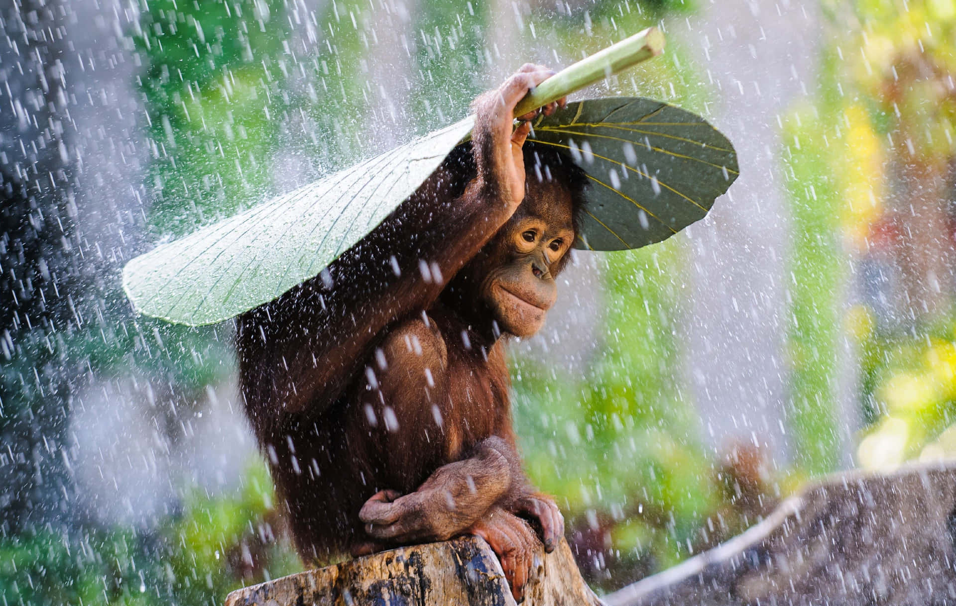 Scimmiaintelligente Sotto La Pioggia Orango Sfondo