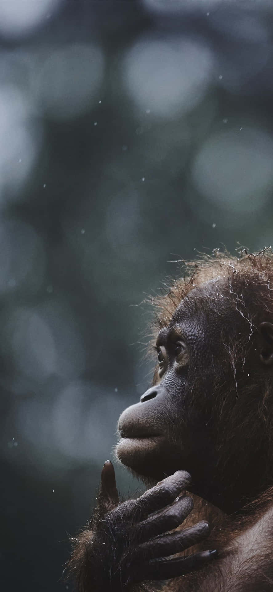 Den smarteste store aber orangutangen bevæger sig på baggrunden. Wallpaper