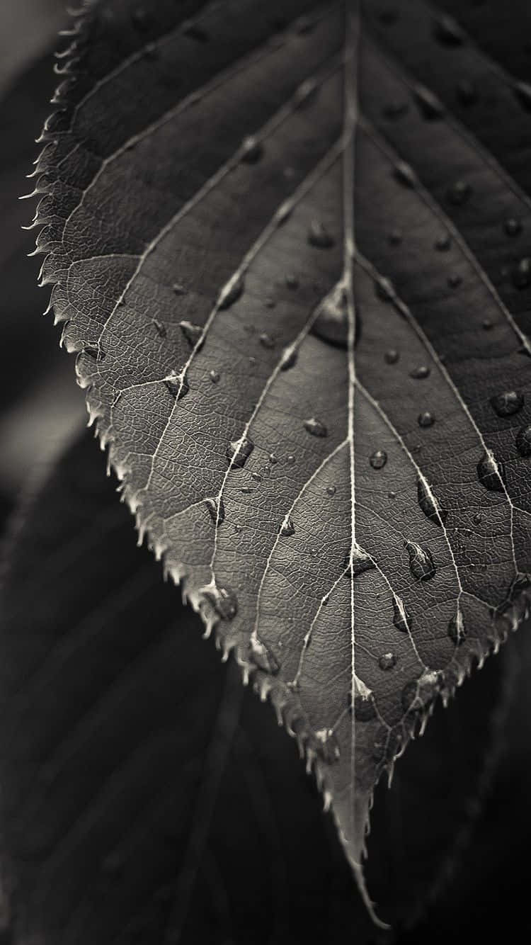 A Black And White Photo Of A Leaf With Water Droplets