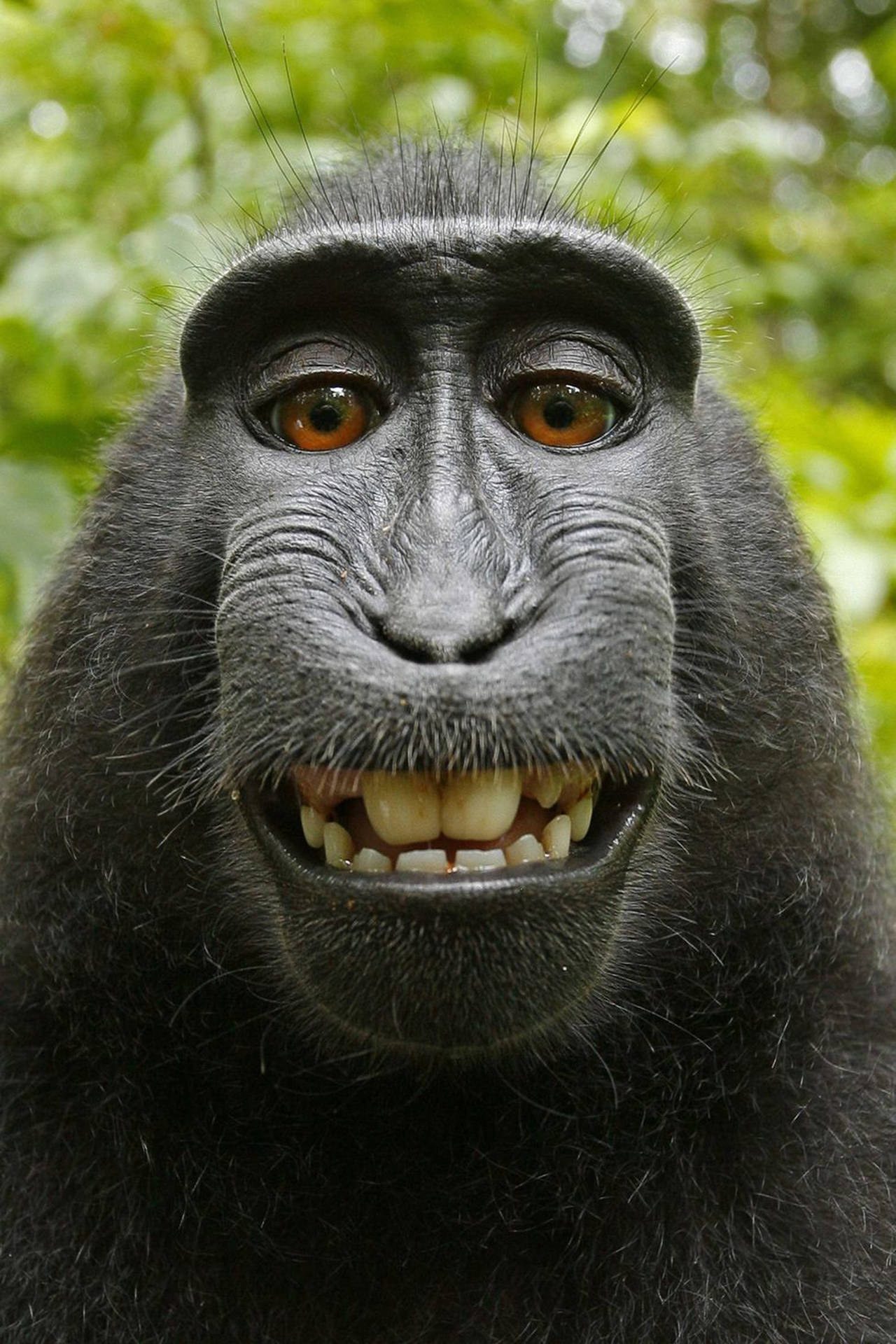 Smilende Glad Gorilla Iphone Wallpaper