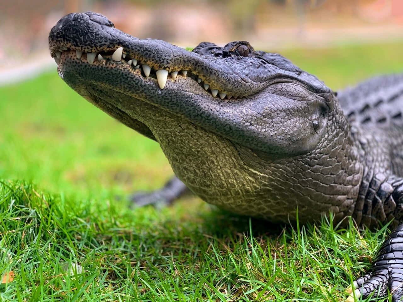 Smiling Black Crocodile On Grass.jpg Wallpaper
