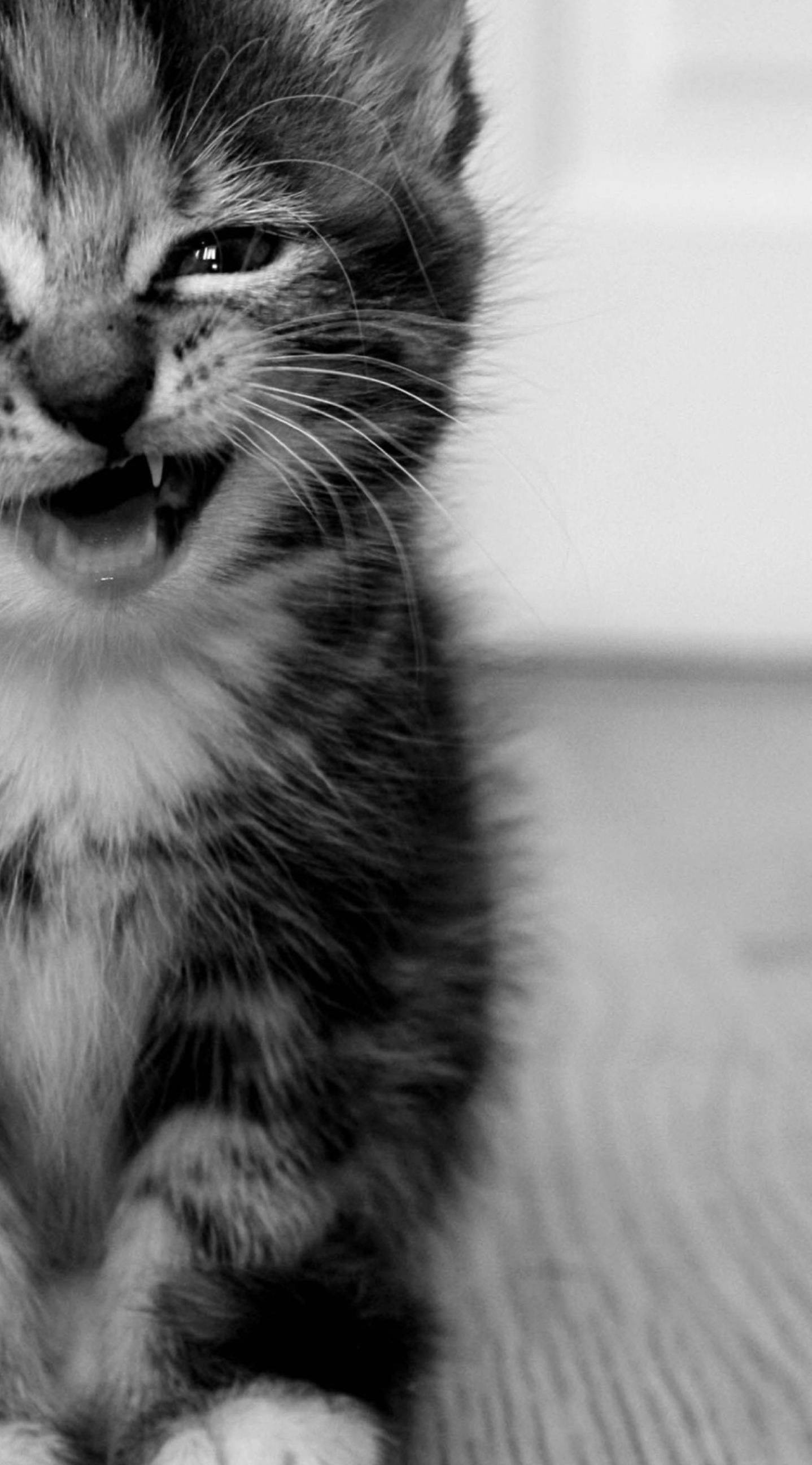 Smiling Black Tabby Cat Iphone Wallpaper