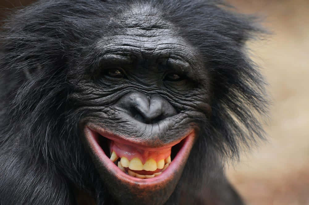 Smiling Bonobo Close Up.jpg Wallpaper