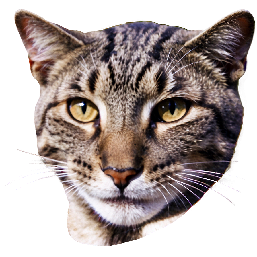 Smiling Cat Face Png 46 PNG