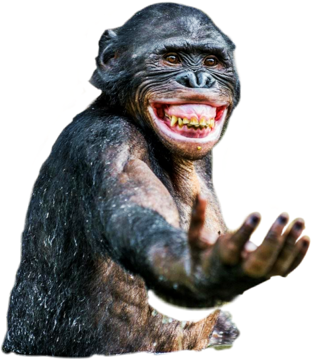 Smiling Chimpanzee Transparent Background PNG