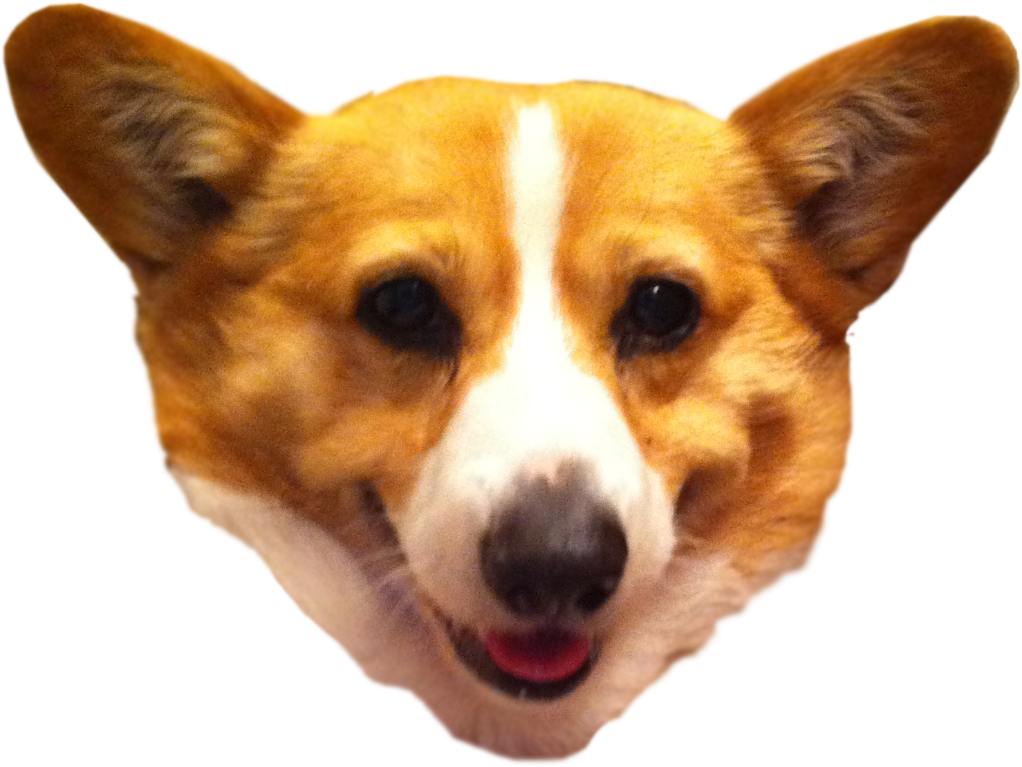 Smiling Corgi Headshot.png PNG