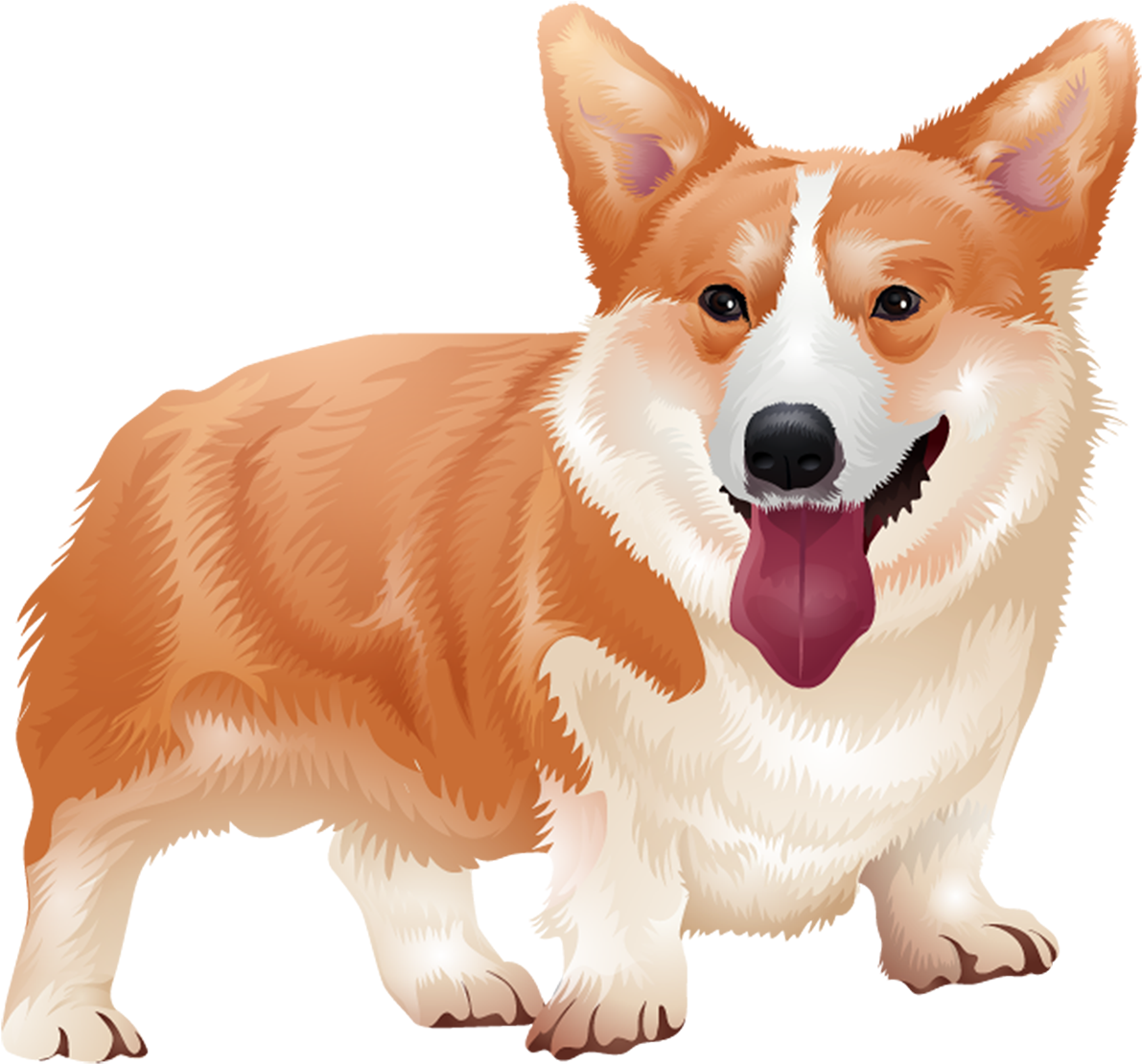 Smiling Corgi Illustration.png PNG