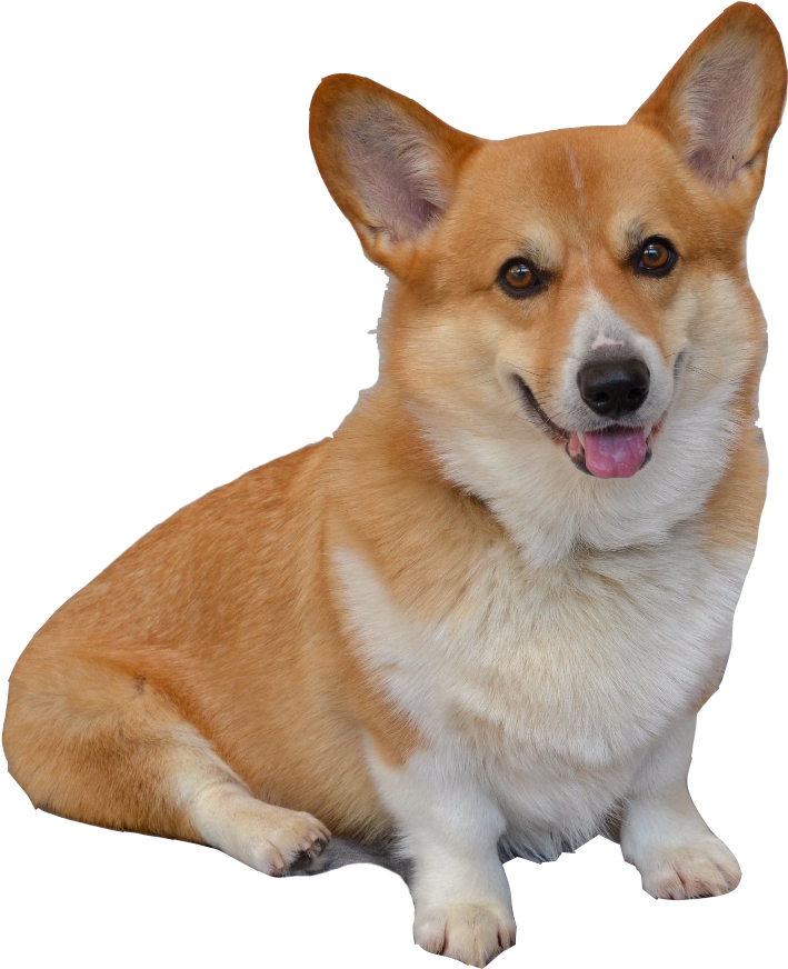 Download Smiling Corgi Portrait | Wallpaperscom