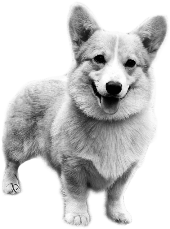 Smiling Corgi Standing Transparent Background PNG