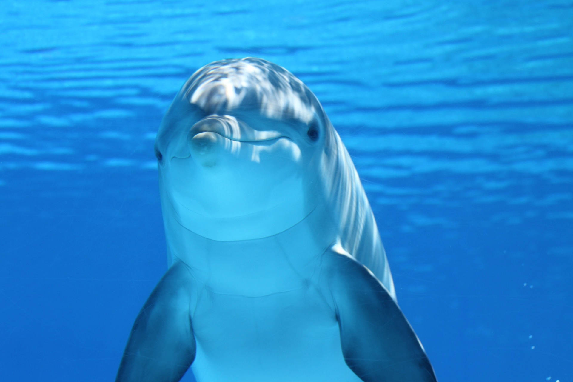 Smiling Cute Animal Dolphin Wallpaper