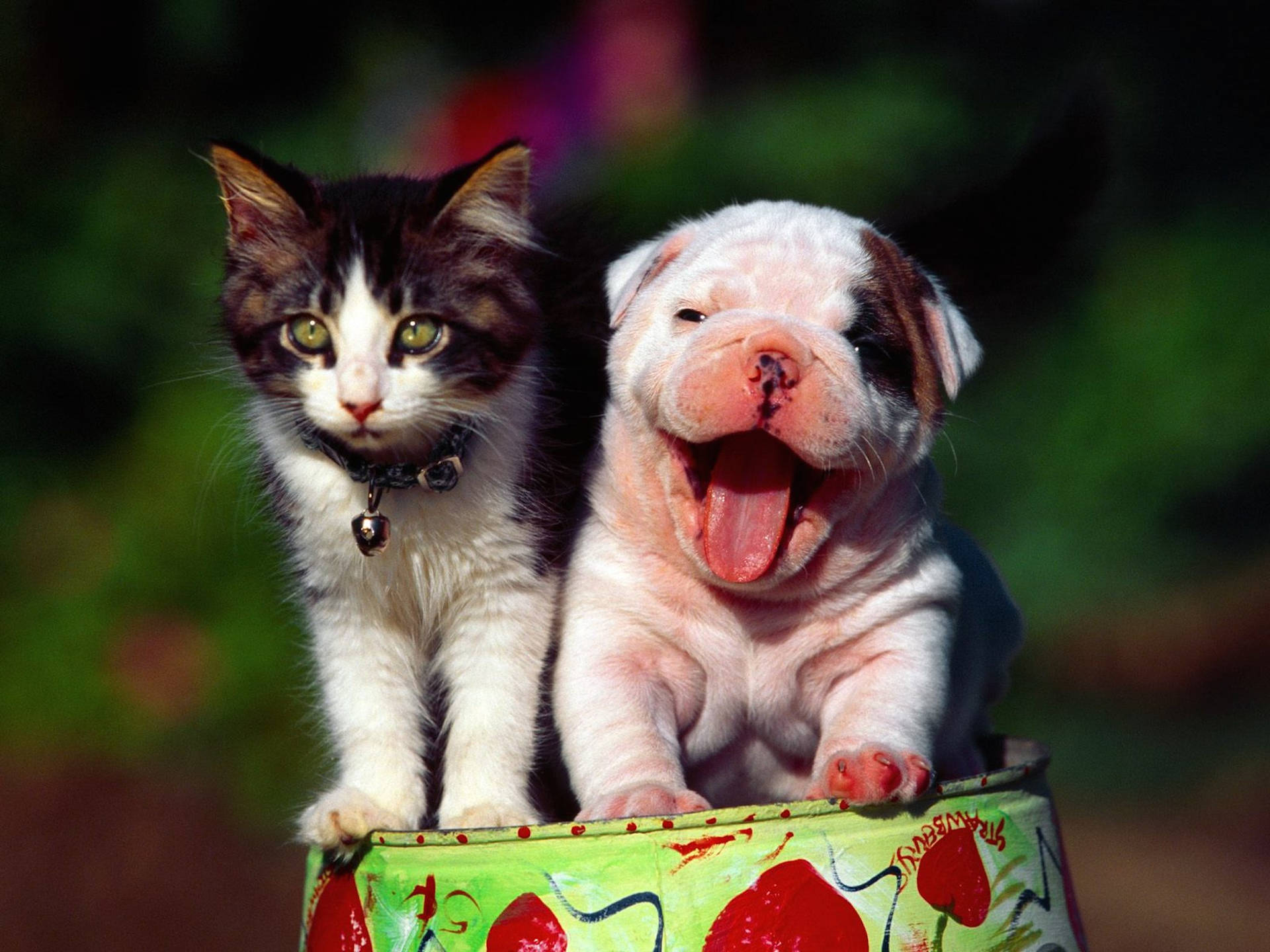 Caption: "Cheerful Cat and Dog Showcasing Harmony" Wallpaper