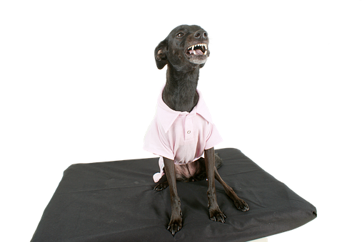 Smiling Dogin Pink Shirt PNG