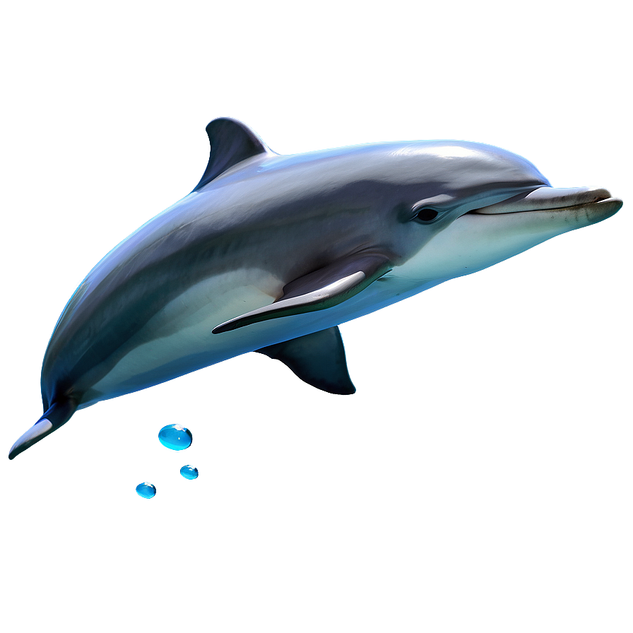 Smiling Dolphins Png Hva61 PNG
