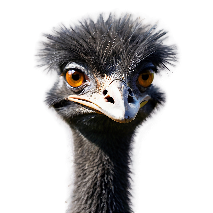 Download Smiling Emu Png 06252024