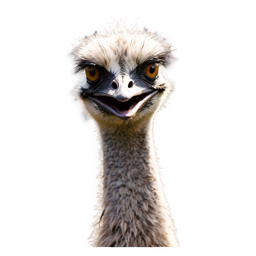 Smiling Emu Png 62 PNG