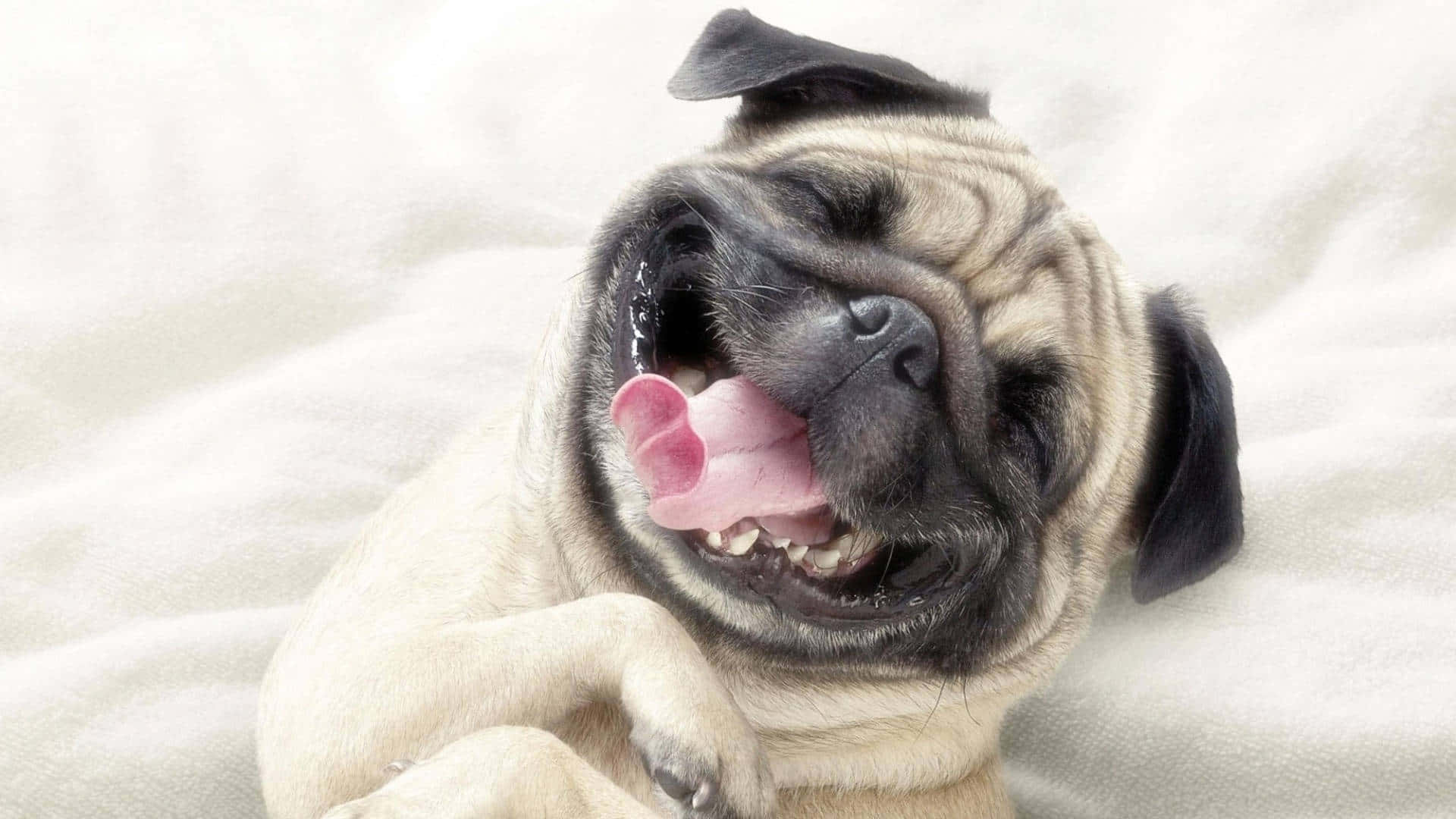 Smiling Face Pug Dog Wallpaper