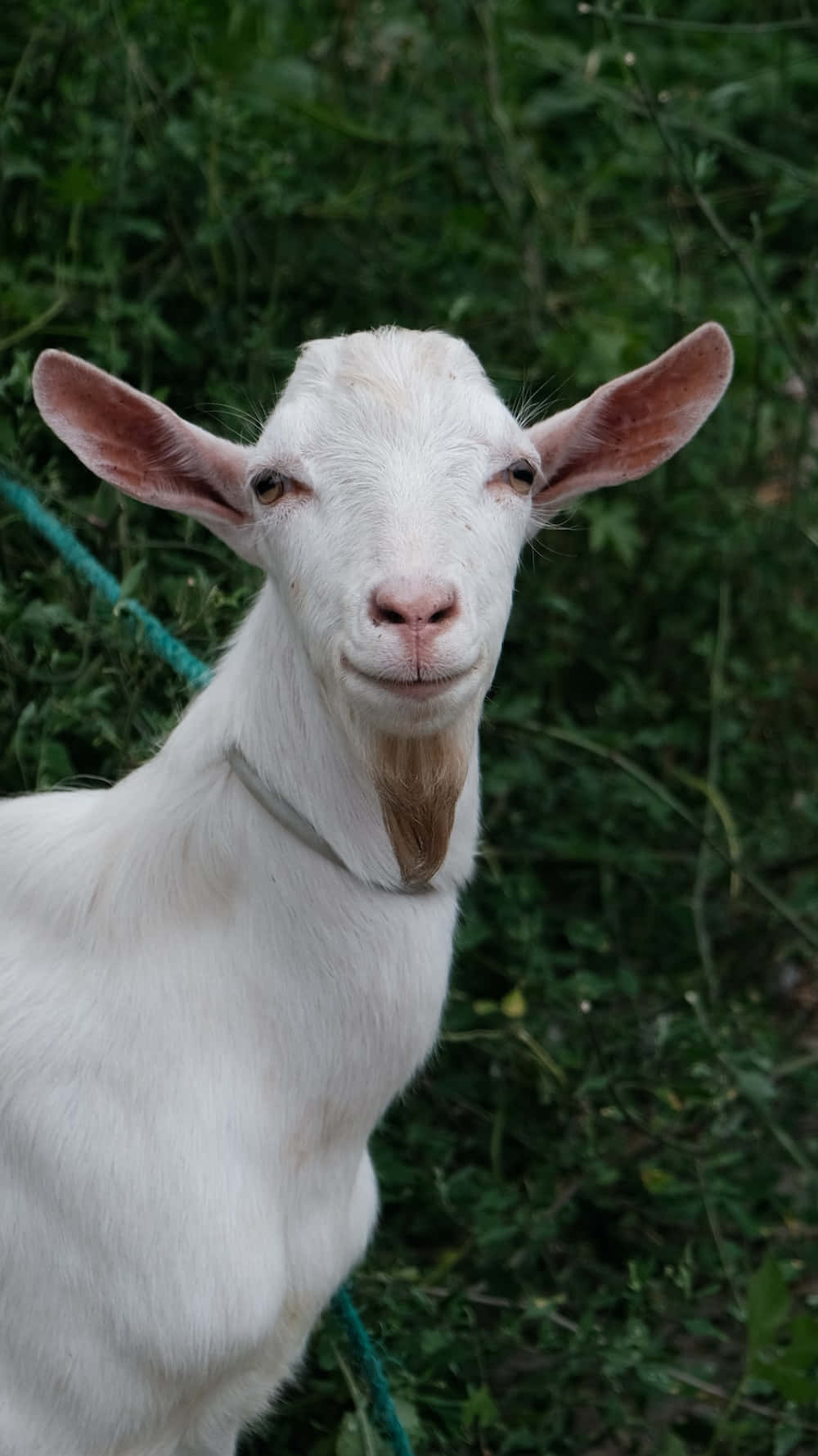"smiling Funny Goat Enjoy Sunshine" Wallpaper