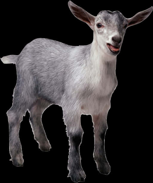 Smiling Goat Isolatedon Black PNG