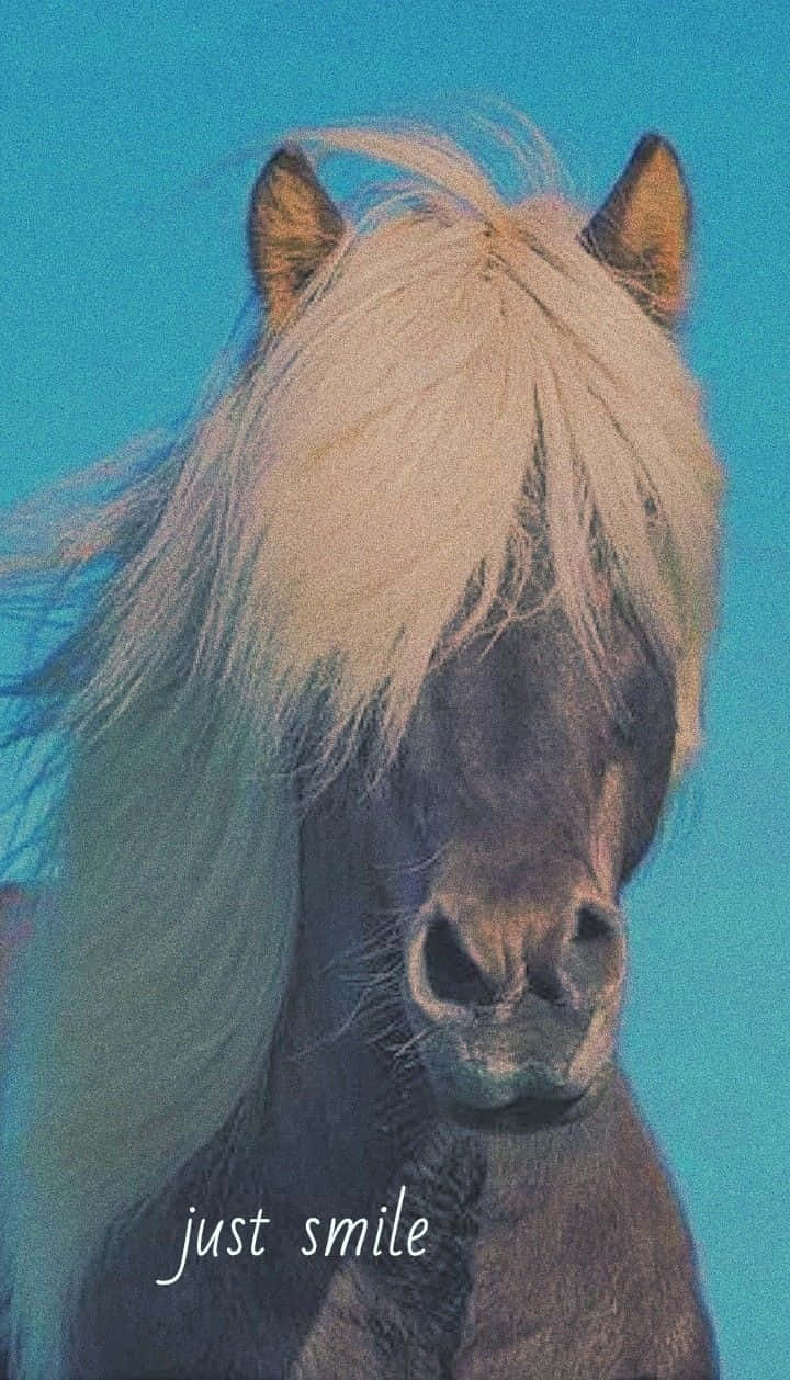 Smiling Horse Blue Backdrop Wallpaper