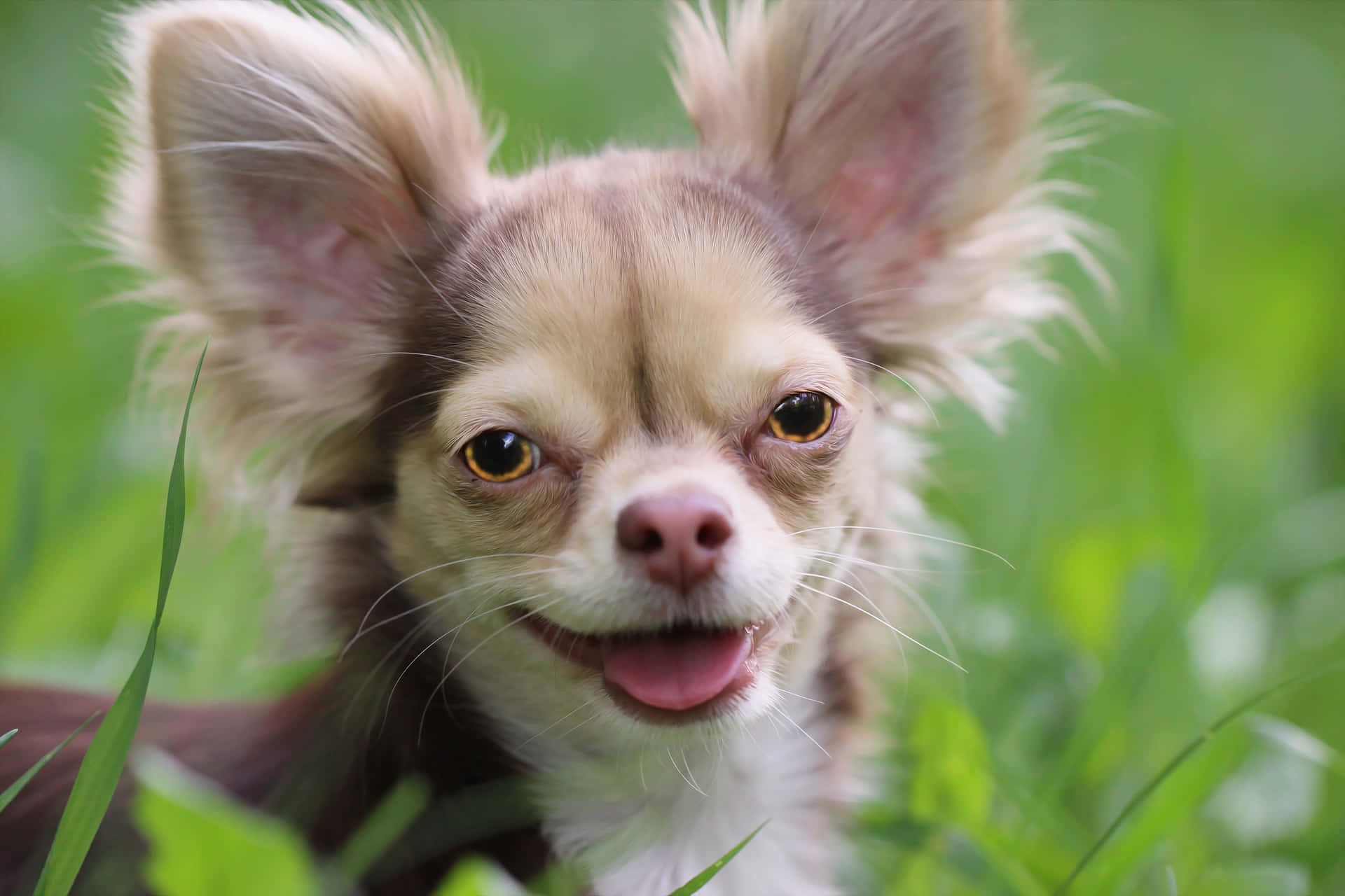 Leende Långhårig Chihuahua Hund. Wallpaper