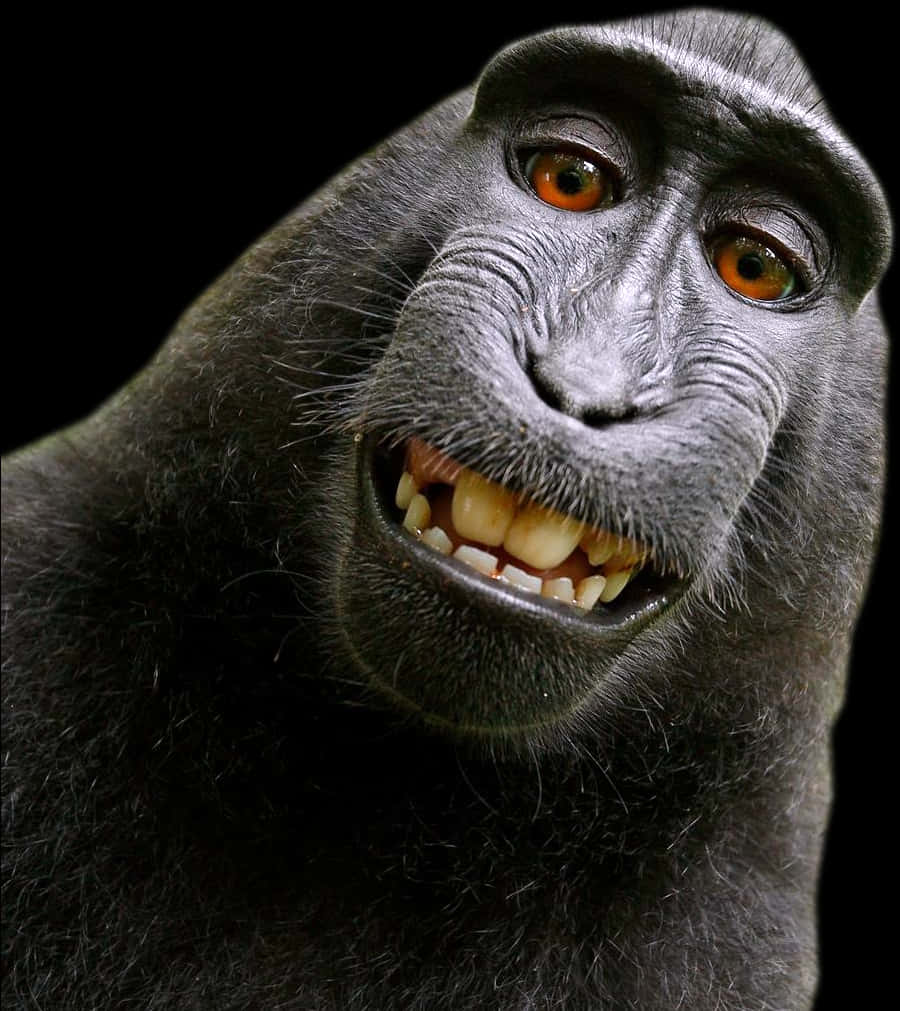 Smiling Monkey Portrait PNG