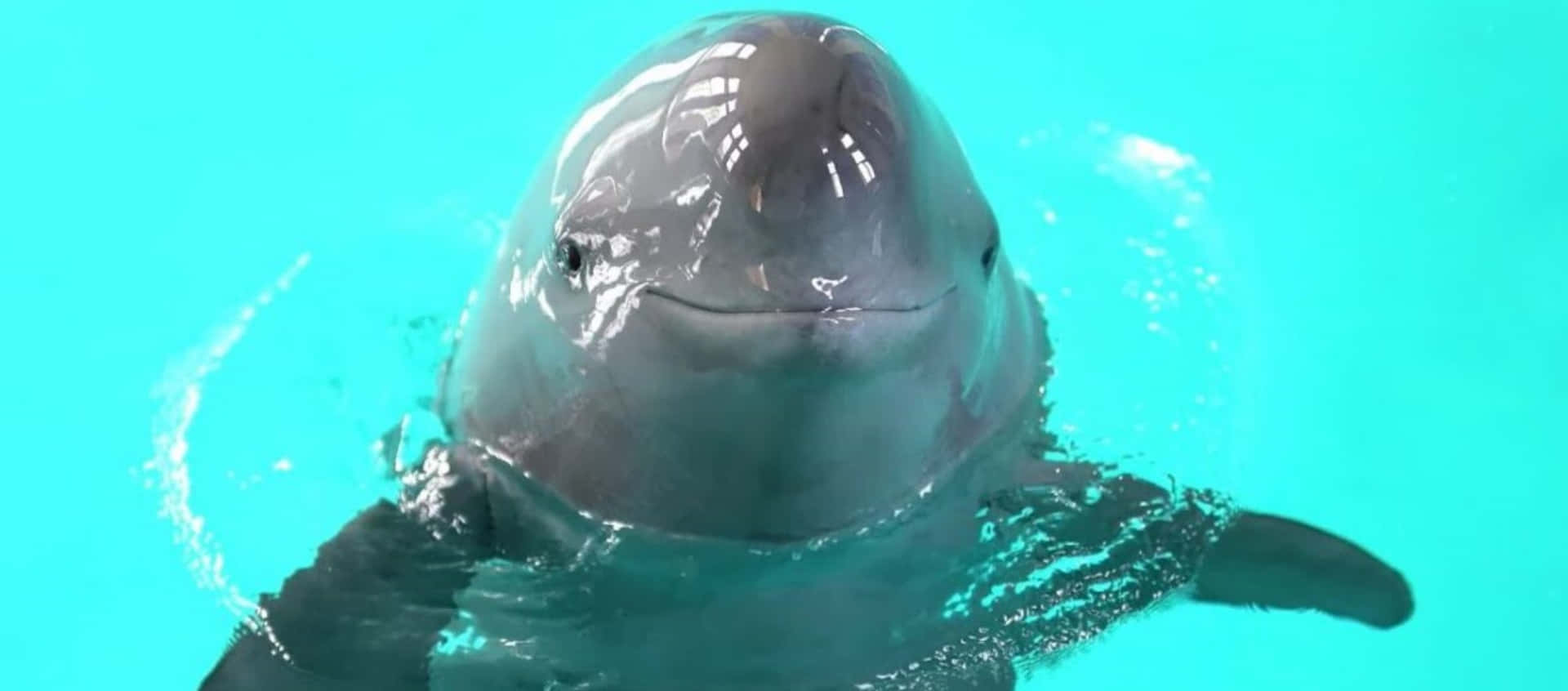 Smiling Porpoise Aqua Backdrop.jpg Wallpaper